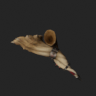 Duo Horn II
