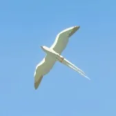Cloud Seagull